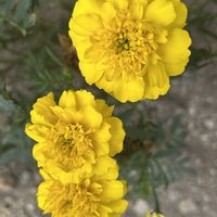 ススキ,ノコンギク,マリーゴールド,シロシキブ,日本蕎麦の画像