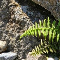 シダ,ヘビノネコザ,シダ植物,金沢城公園,毎月4日はシダの日の画像
