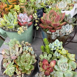 多肉寄せ植えの画像