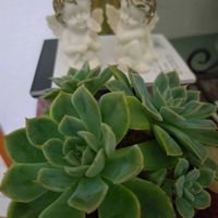多肉植物,ベランダガーデン,癒し,天使の日の画像