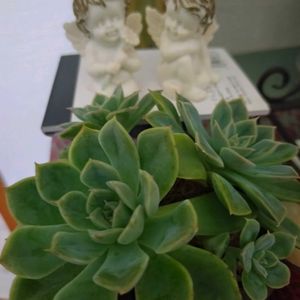 多肉植物,ベランダガーデン,癒し,天使の日の画像