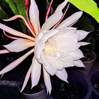 ミニトマト,月下美人,月下美人,山芋 むかご,鉢植えの画像