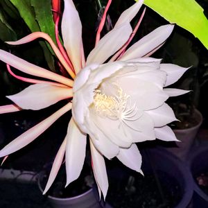 ミニトマト,月下美人,月下美人,山芋 むかご,鉢植えの画像
