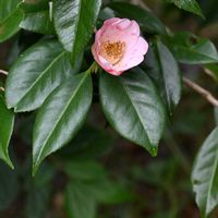 ツバキ,西王母,滋賀 叶 匠壽庵 寿長生の郷の画像