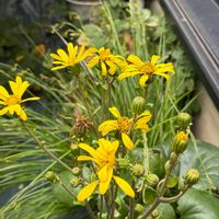 ツワブキ,ホトトギス,ツワブキの花,デュランタ 宝塚,スナドリネコの画像