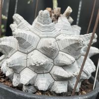 亀甲竜,リュウビンタイ,旅人の木,植物園,とちぎ花センターの画像