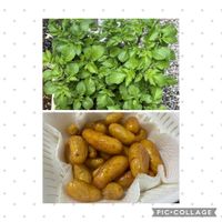 ジャガイモ,鉢植え,ガーデニング,家庭菜園,庭の画像