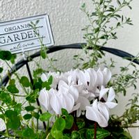 寄せ植え,カラーリーフ,シルバーリーフ,玄関花台の画像