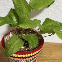 カラテアムサイカ,植え替え,プロトリーフ,ベラボンの画像