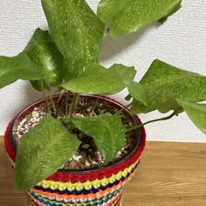 カラテアムサイカ,植え替え,プロトリーフ,ベラボンの画像