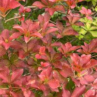 トリカブト,トリカブト,紅葉,万両の実,リンドウ（竜胆）の画像