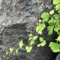 キンモクセイ,キンモクセイ,スミレ,ホウライシダ,シダ愛好会の画像