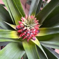 パイナップル,東北,ベランダの画像