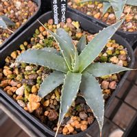 アガベ,アガベ属,アガベ AGAVE,アガベ男子,ユタエンシス・エボリスピナの画像