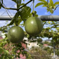 パッションフルーツ,家庭菜園,ベランダの画像