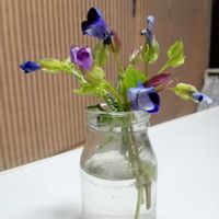 ススキ,トレニア,マリーゴールド,挿し芽,和むの画像
