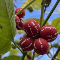 オキナワスズメウリ,家庭菜園,ベランダの画像