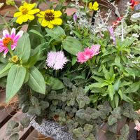寄せ植え,ありがとう❤️,キュンキュン乙女倶楽部,みんなが健康に〜〜♡,日曜ビタミンカラー♪の画像