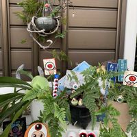 キンモクセイ,トキワシノブ,トキワシノブ石化 猫の手,イナゴ,クリの画像
