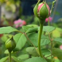 ガウラ,ガウラ,シュウメイギク,バラ,薔薇の画像