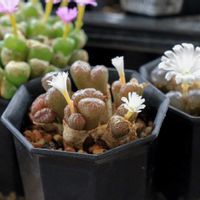 メセン,コノフィツム属,タニラー,その他部屋の画像