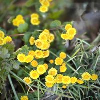 マトリカリア,マトリカリア,登山,多年草,今日の一枚の画像