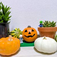 アロエ,いつもありがとう♡,ハロウィン,ハロウィンかぼちゃ,平和を願う☆の画像