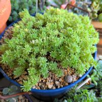 植え替え,可愛い♥️,大好き♥️,多肉ばぁ～の画像