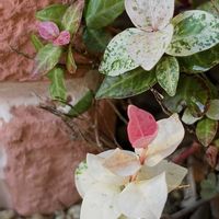 エリカ,ハツユキカズラ,フジ,ランタナ,アカメガシワの画像