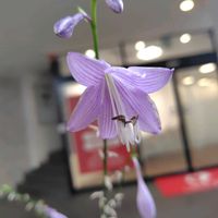 ギボウシ,ニチニチソウ,うどん県人会,うどん県西支部,高松商店街の画像