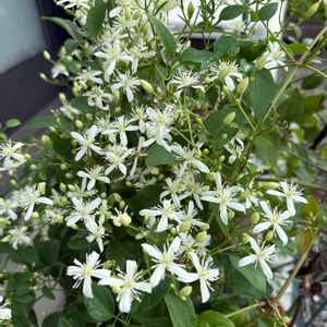 センニンソウ,かわいい雑草,花のある暮らし,遊びゴコロ,チーム愛知の画像