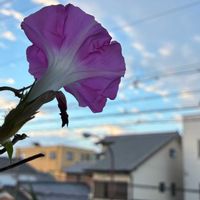 アサガオ,朝顔,アサガオ♡,うなじショット, アサガオの画像