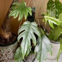 フィロデンドロン タンゴ,フィロデンドロン・タンゴ,観葉植物,キキ　フィロデンドロン,秋の復活祭の画像