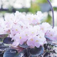 セントポーリア,かわいいな♡,植物のある暮らし,植中毒,おうち園芸の画像