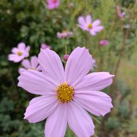 コスモス,コスモス,かわいい,開花,癒しの画像