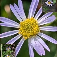 カリガネソウ,ダンギク,ハナミズキ,バラ,ヨメナの画像