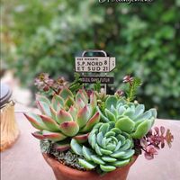 サボテン,柱サボテン,ベリー,多肉植物,育てやすい多肉植物の画像