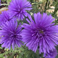 アスター,収穫後の稲穂,花のある暮らし,お花大好き♡,日々に感謝の画像