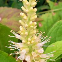 テンニンソウ,アメジストセージ,サルビアレウカンサ（アメジストセージ）,テンニンソウ(天人草),テンニンソウ別名✰イトカケソウの画像