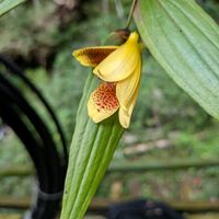 山野草,スマホ撮影,棚の画像