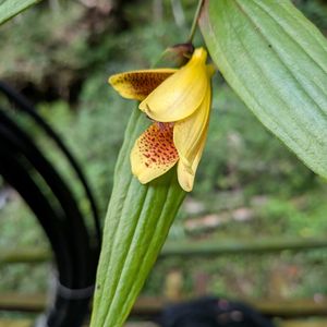 山野草,スマホ撮影,棚の画像