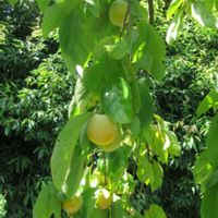 カキ,クスノキ,槐 (エンジュ),何の実かなぁ？,長居植物園の画像