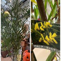 サルスベリ,ハイビスカス,ネコノヒゲ,アカシア ゴールデンロッド,小さな小さな庭の画像