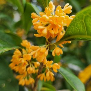キンモクセイ,ハンドメイド,チーム千葉✿︎,秘密の花園♡,愛の花♡の画像