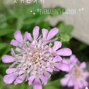 サンパチェンス,スカビオサ,バラ咲きマツバボタン,マツバボタン・リトルマーメイド,庭の花の画像