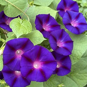 紫色の花,#ガーデニング,エクステリアの画像