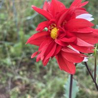 ダリア,さつまいも,朝顔,畑の画像