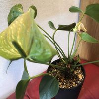 アンスリウム,観葉植物,鉢植え,ガーデニング,花のある暮らしの画像