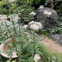 ビデンス,フジバカマ,だんぎく,鉢植え,秋植え球根の画像