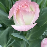 トルコキキョウ,トルコキキョウ,花に癒されて,花友さんにエール,いいねをありがとうございます¨̮♡︎の画像